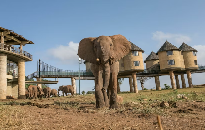 Ngutuni and Salt Lick 2-Day Safari from Mombasa - Image 2